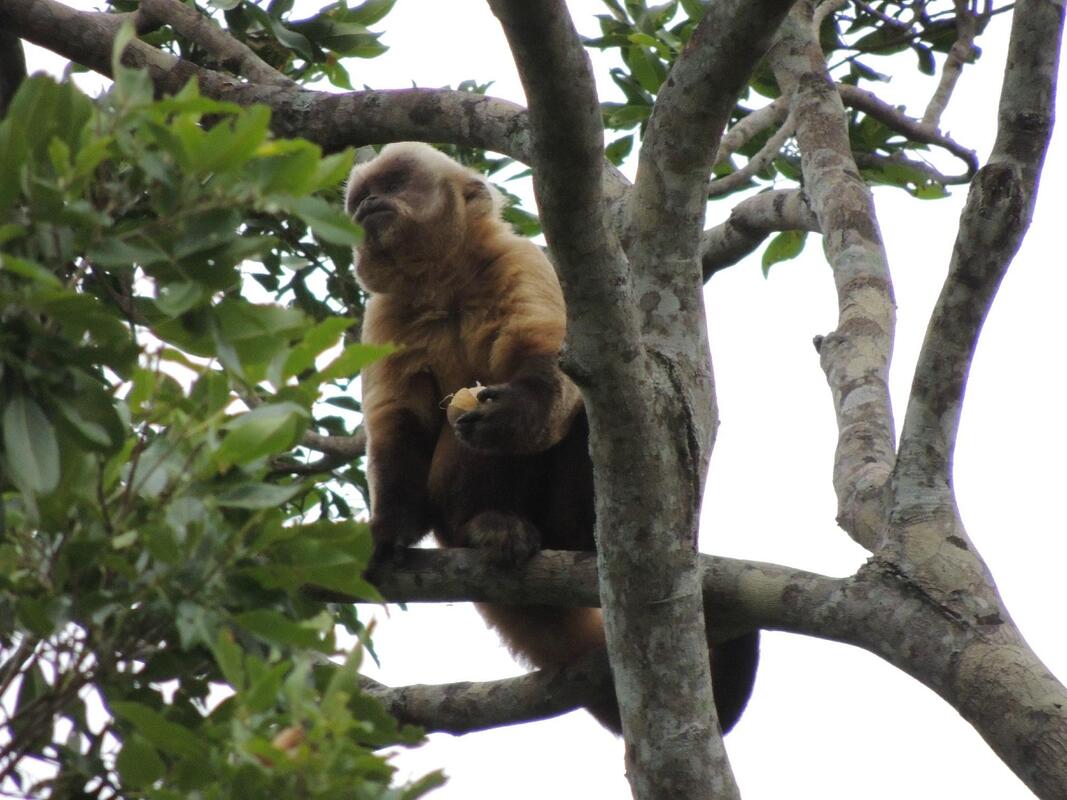 Capuchin Monkeys